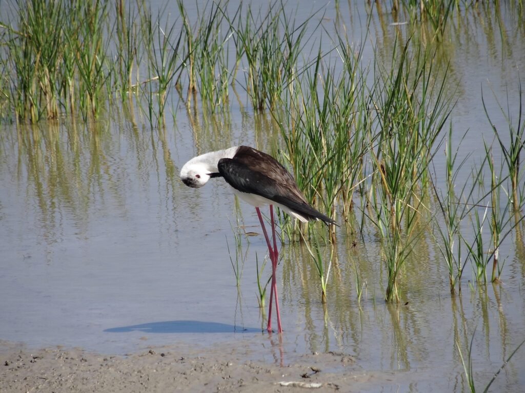 Parc Natural de s'Albufera,